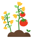 Icons Tomatoes