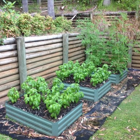 raised beds in a garden