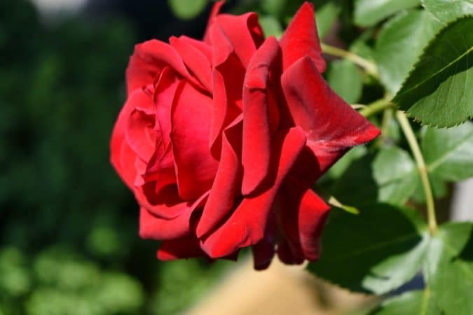 deep red rose
