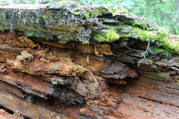 rotting log