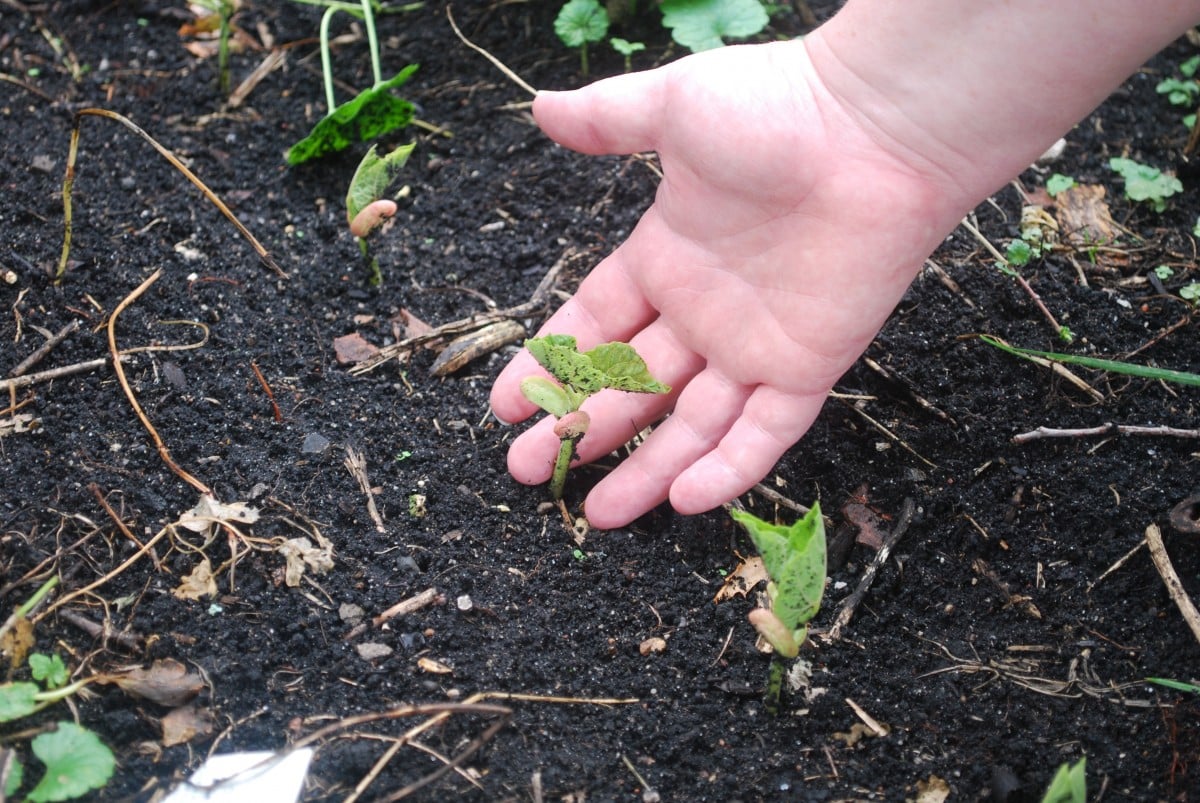 hand gently touching plant in a garden