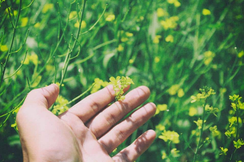 hand moving through field of flowers