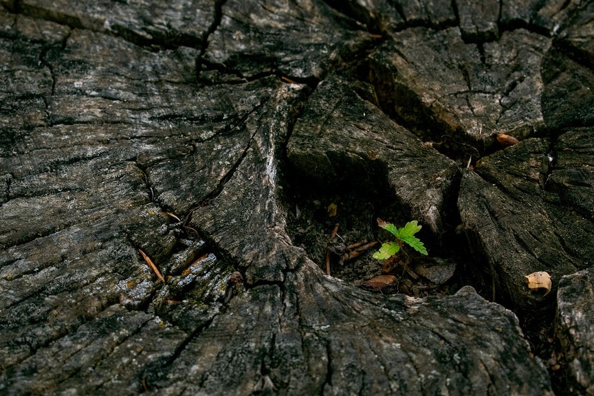 tree stump with plant growing in it