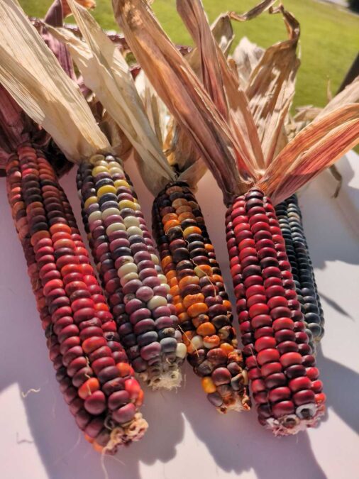 Multi colored corn.