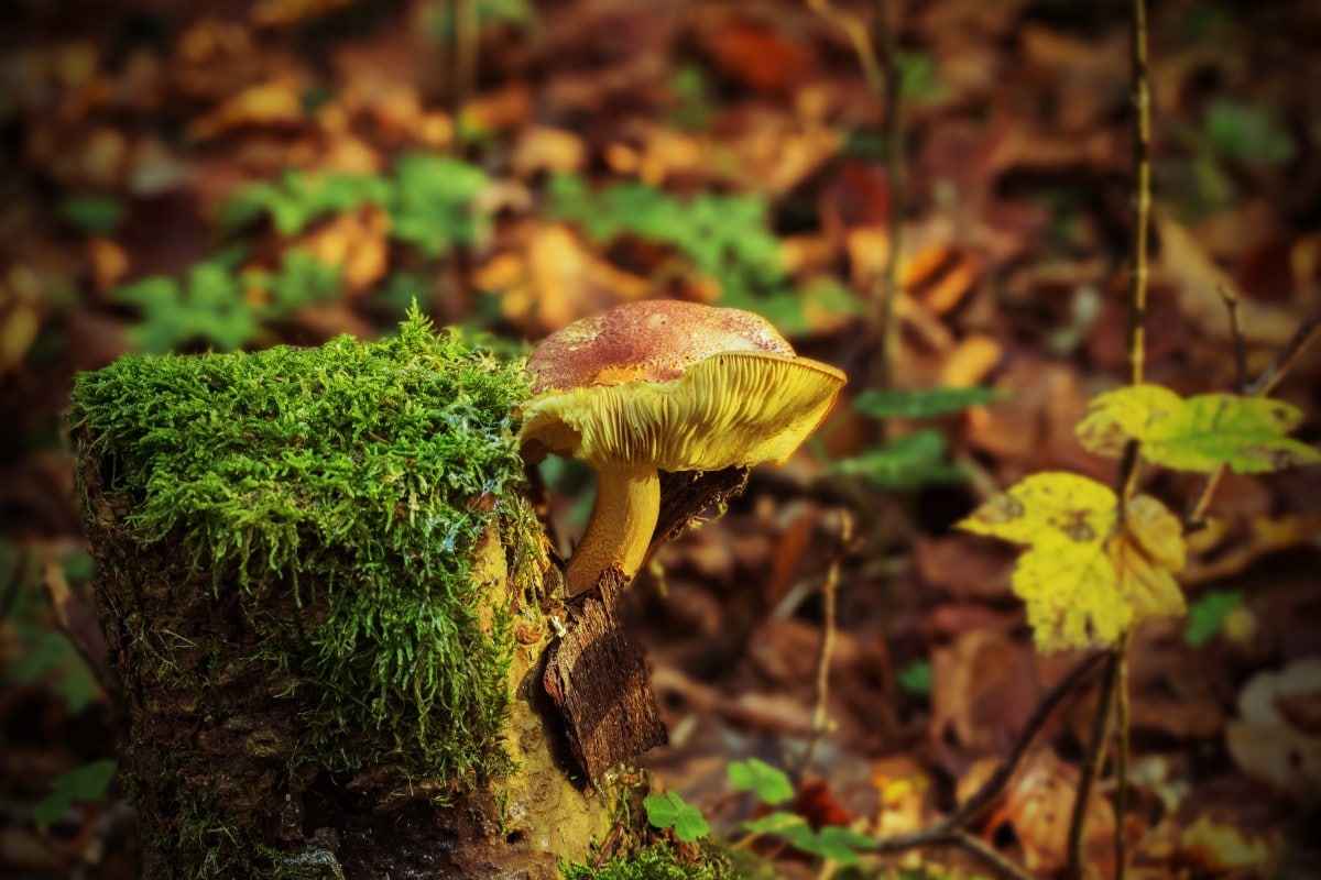 Mushrooms on a dead tree stump.