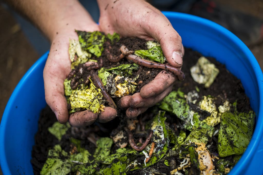 vermicompost