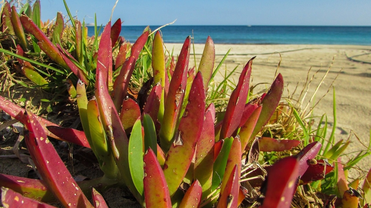 red and green plants standing out near a beach