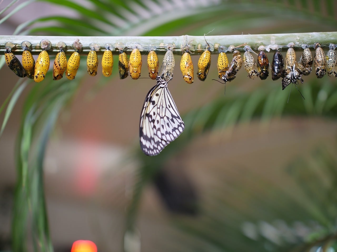 butterfly watching her pupa