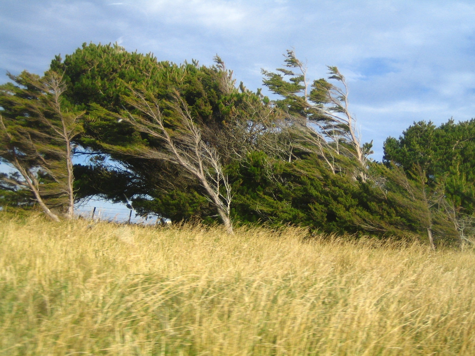 wind sweeping through trees