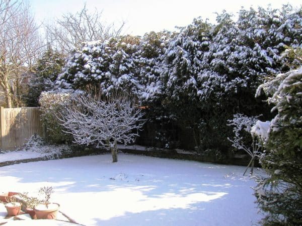 garden covered in snow in the winter