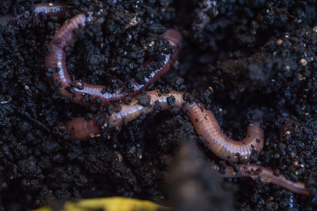 worms in the dirt