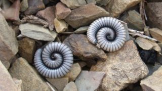 worms resting on rocks.
