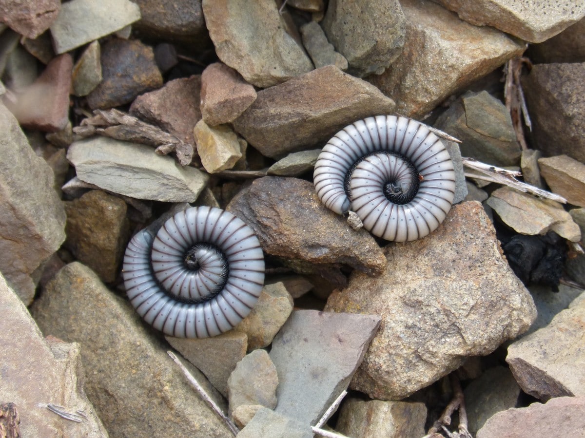 worms resting on rocks.