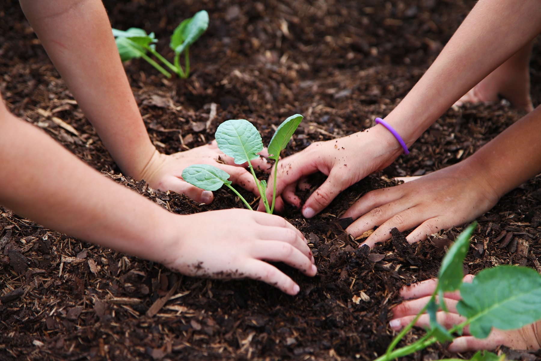 Young students planting seedlings in rich soil